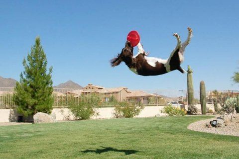 dog acrobat