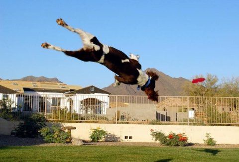 dog acrobat
