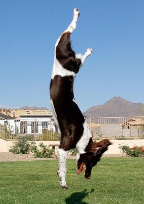 dog acrobat
