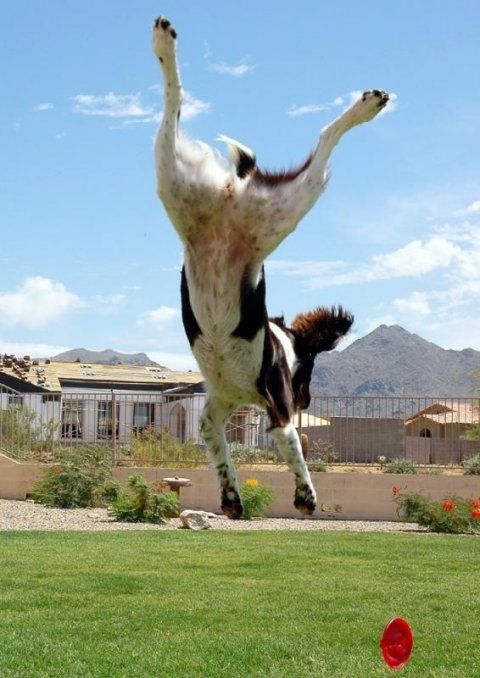 dog acrobat