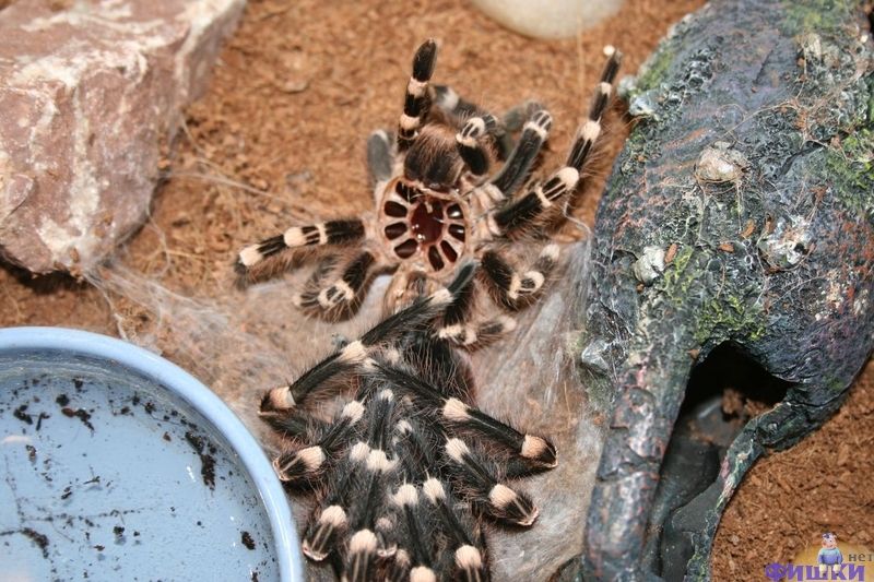 molting spider