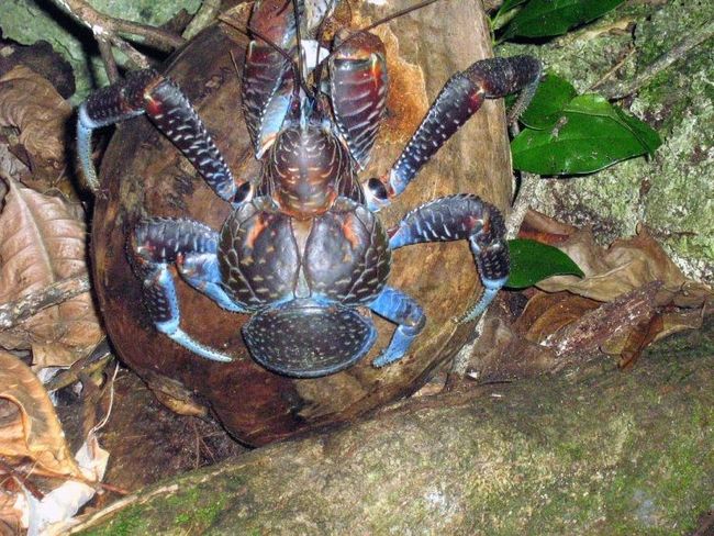 coconut crab