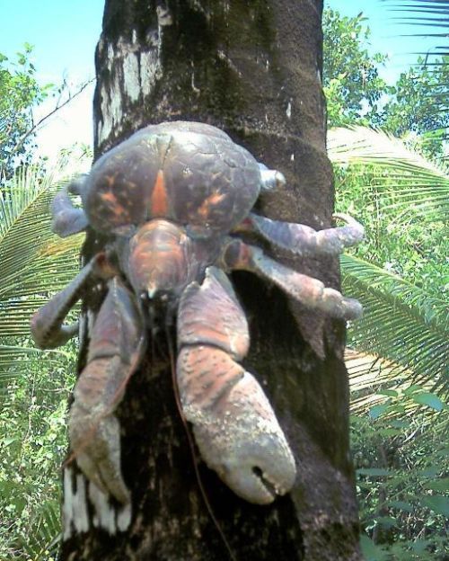 coconut crab