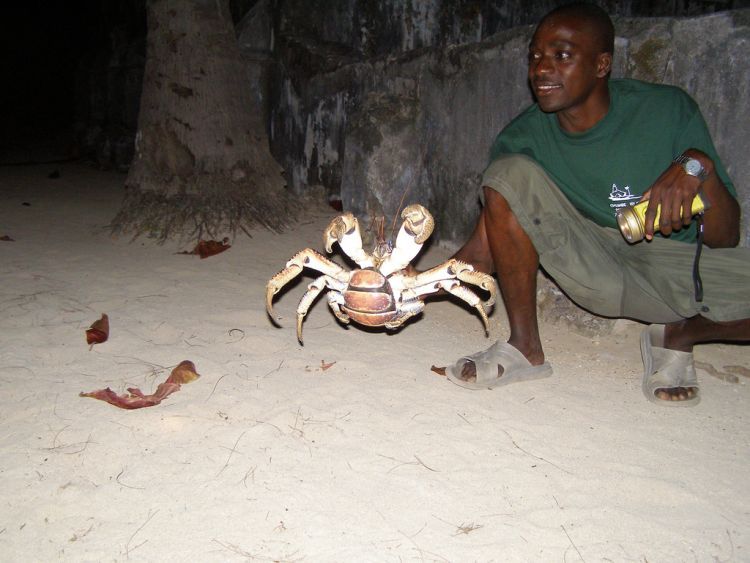 coconut crab