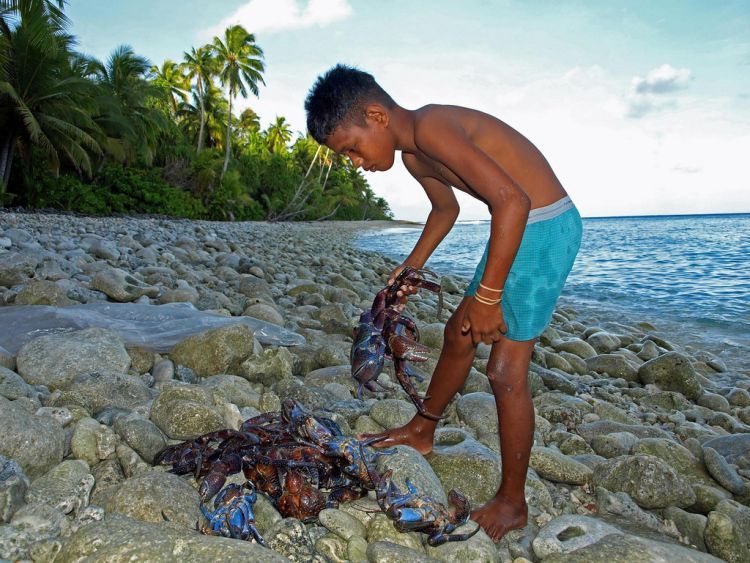 coconut crab