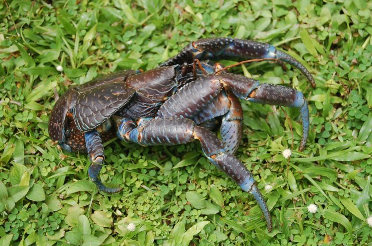 coconut crab