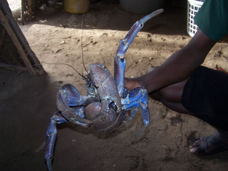 coconut crab