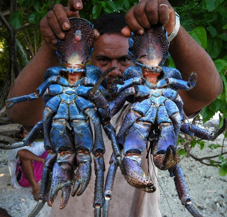 coconut crab