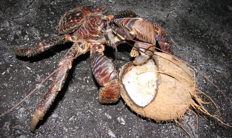 coconut crab