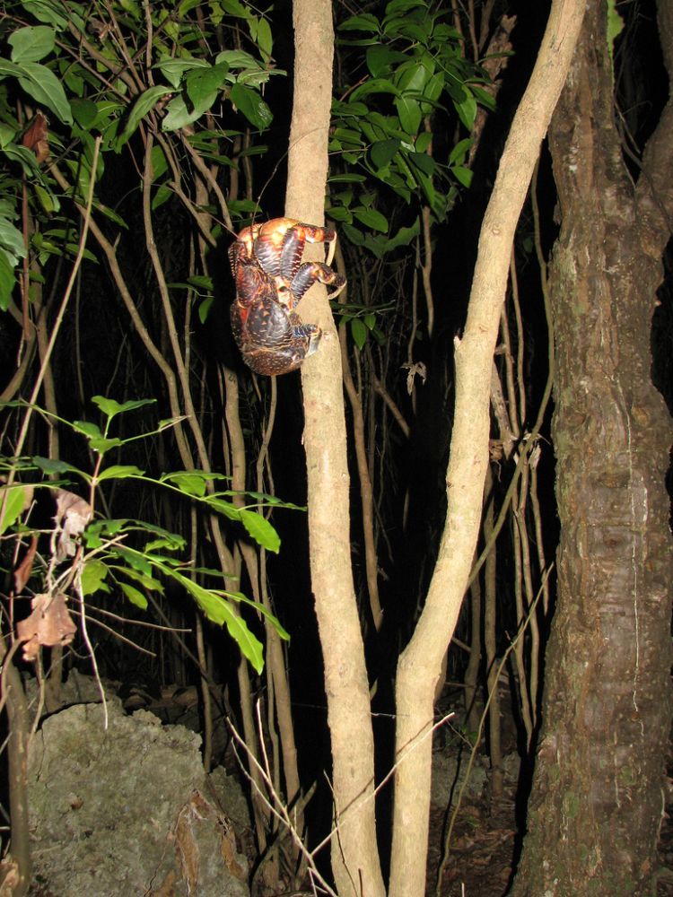 coconut crab