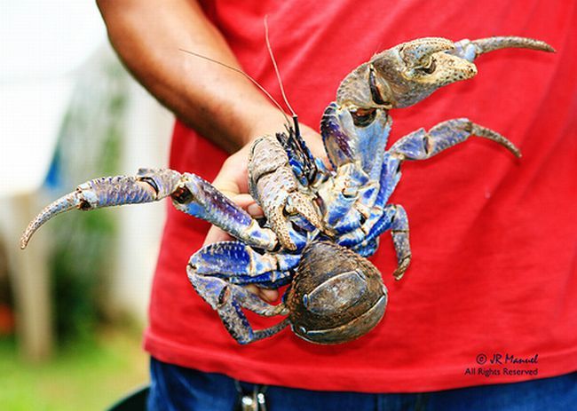 coconut crab