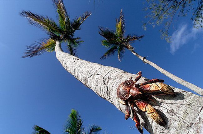 coconut crab