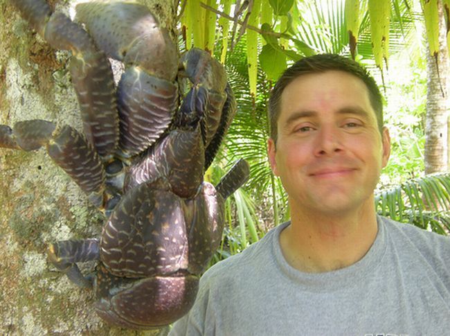 coconut crab