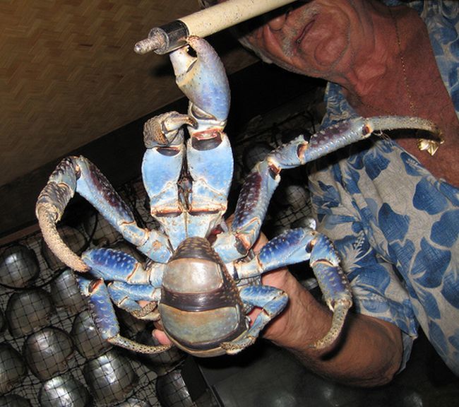 coconut crab