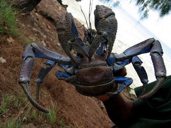 coconut crab