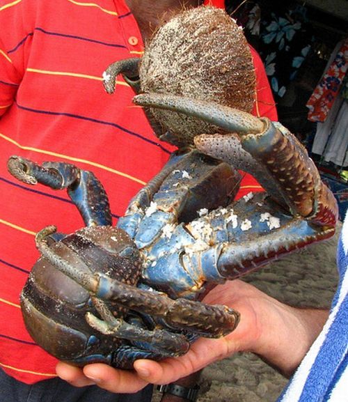 coconut crab