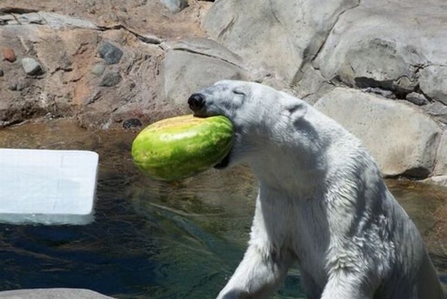 polar bear eats a melon