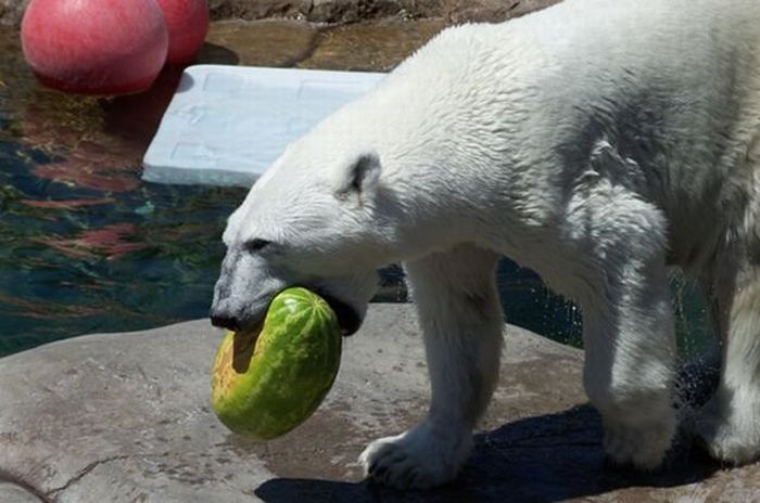 polar bear eats a melon