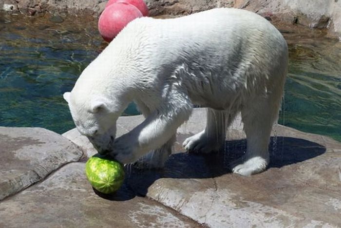 polar bear eats a melon