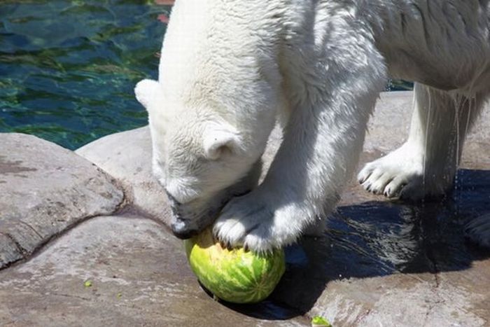 polar bear eats a melon