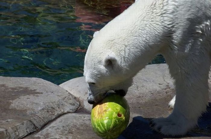 polar bear eats a melon