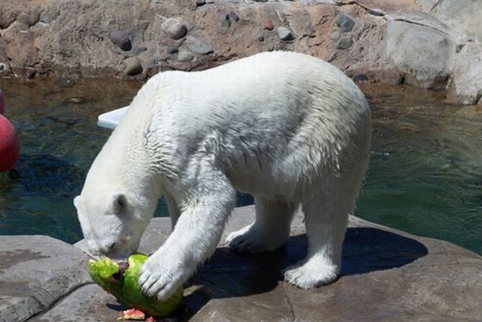 polar bear eats a melon