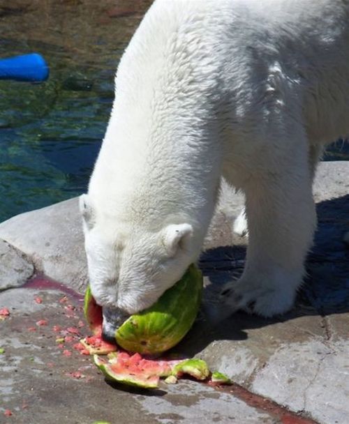 polar bear eats a melon