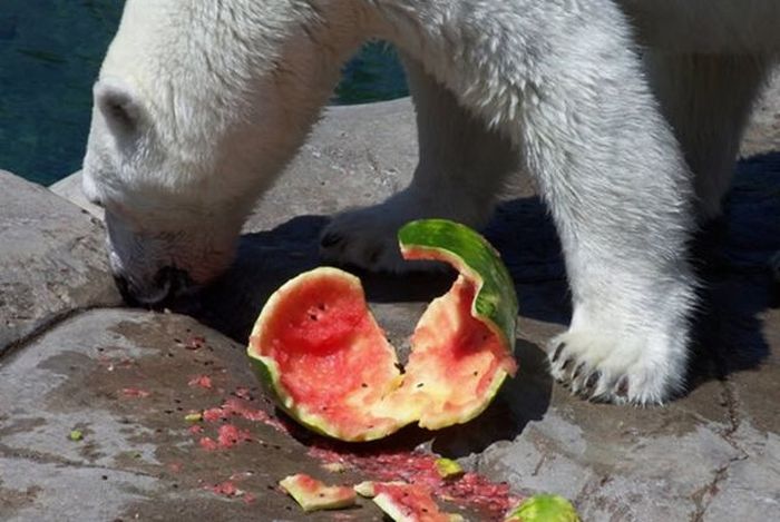 polar bear eats a melon