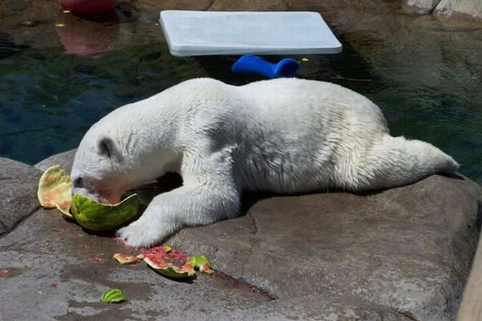 polar bear eats a melon