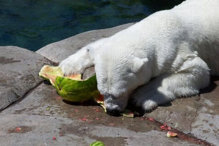 polar bear eats a melon