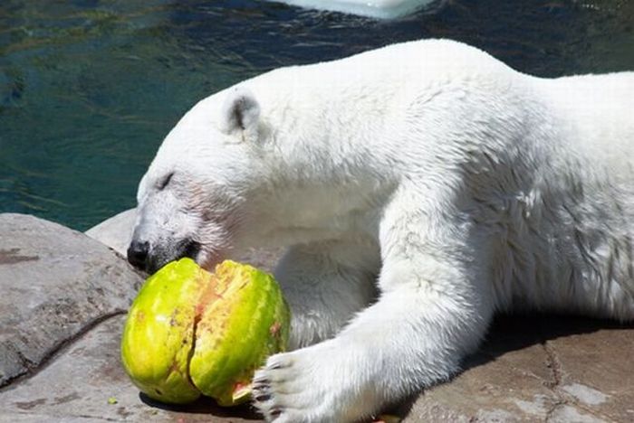 polar bear eats a melon