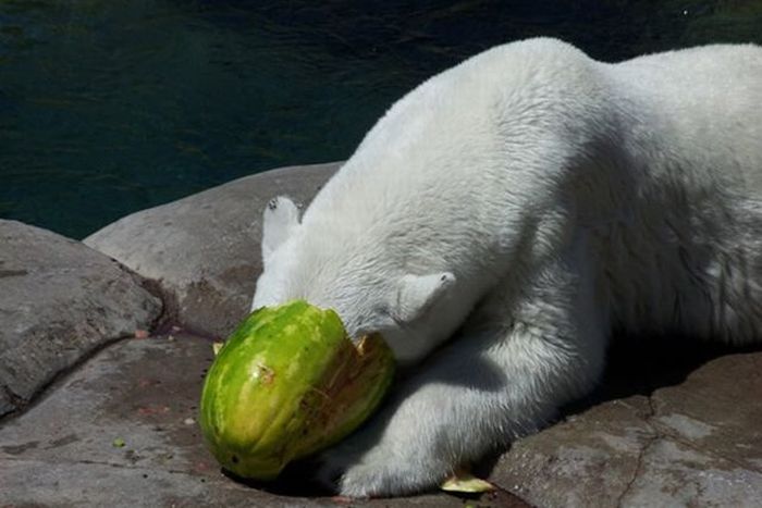 polar bear eats a melon