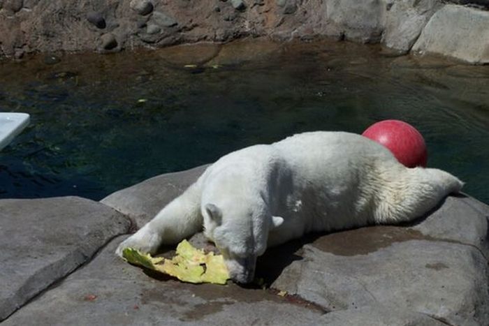 polar bear eats a melon