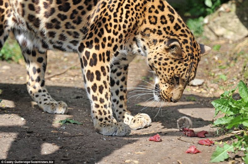 Leopard from ZOO