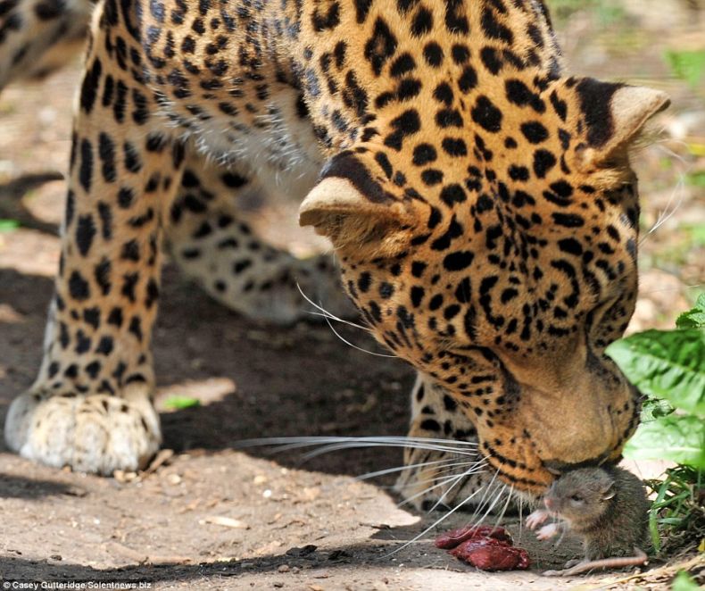 Leopard from ZOO