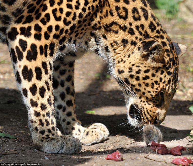 Leopard from ZOO