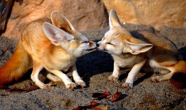 animal love