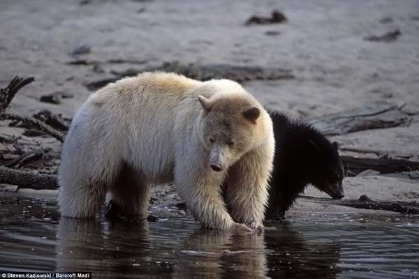 Family white and black bears, British Columbia, Western Canada province