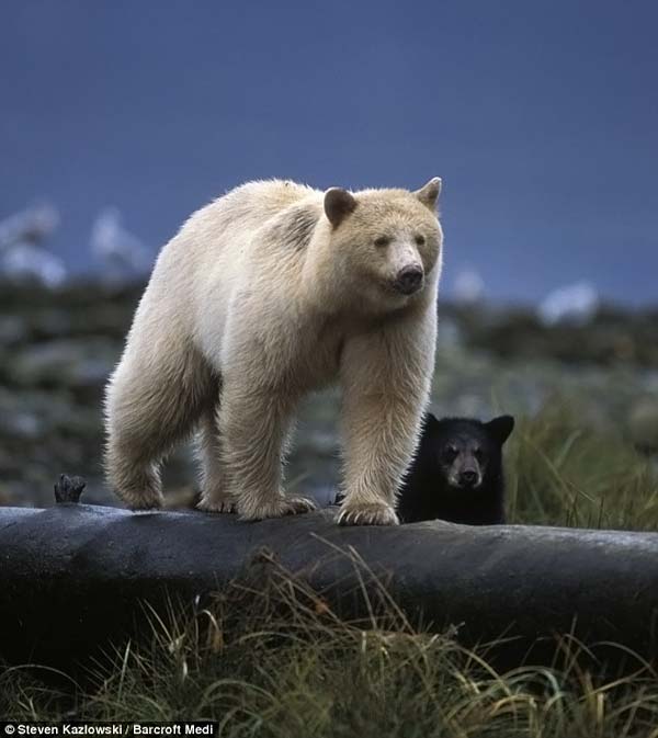 Family white and black bears, British Columbia, Western Canada province
