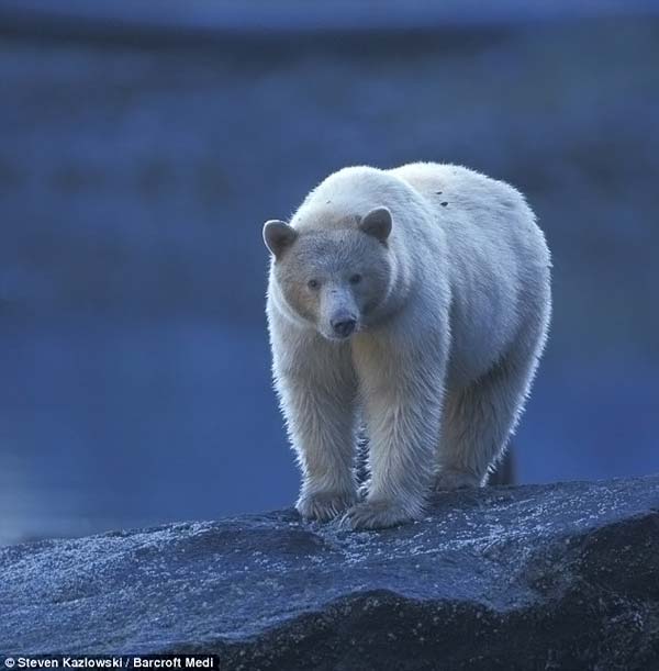 Family white and black bears, British Columbia, Western Canada province