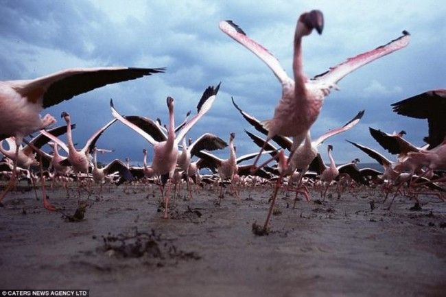 Attack on birds