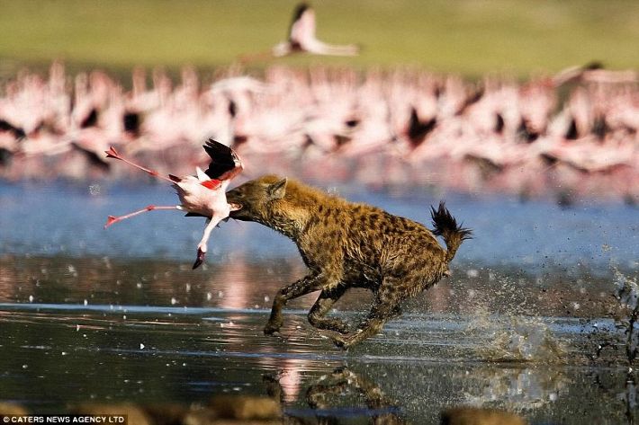 Attack on birds