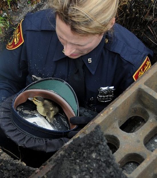 baby ducklings rescue