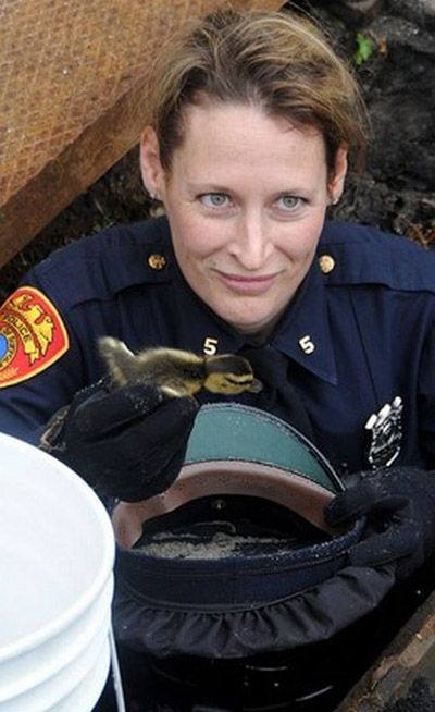 baby ducklings rescue