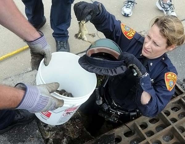 baby ducklings rescue