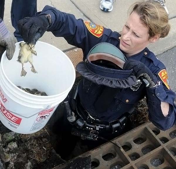 baby ducklings rescue