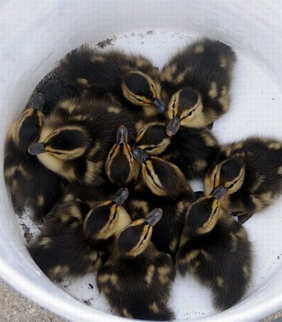 baby ducklings rescue