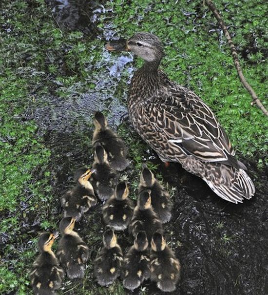 baby ducklings rescue