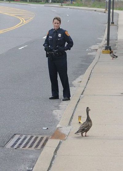 baby ducklings rescue