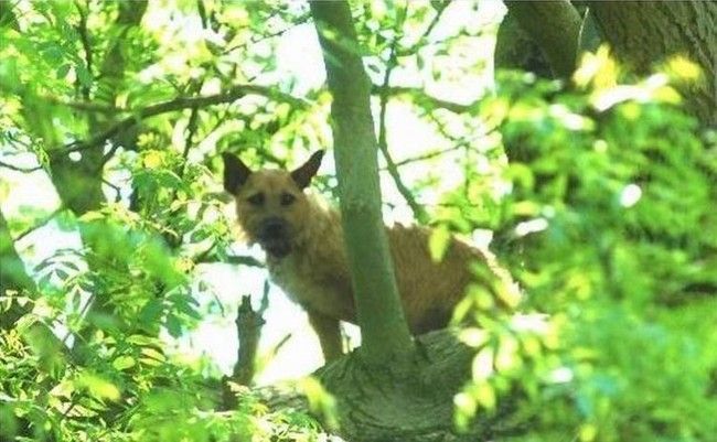 Dog on a tree